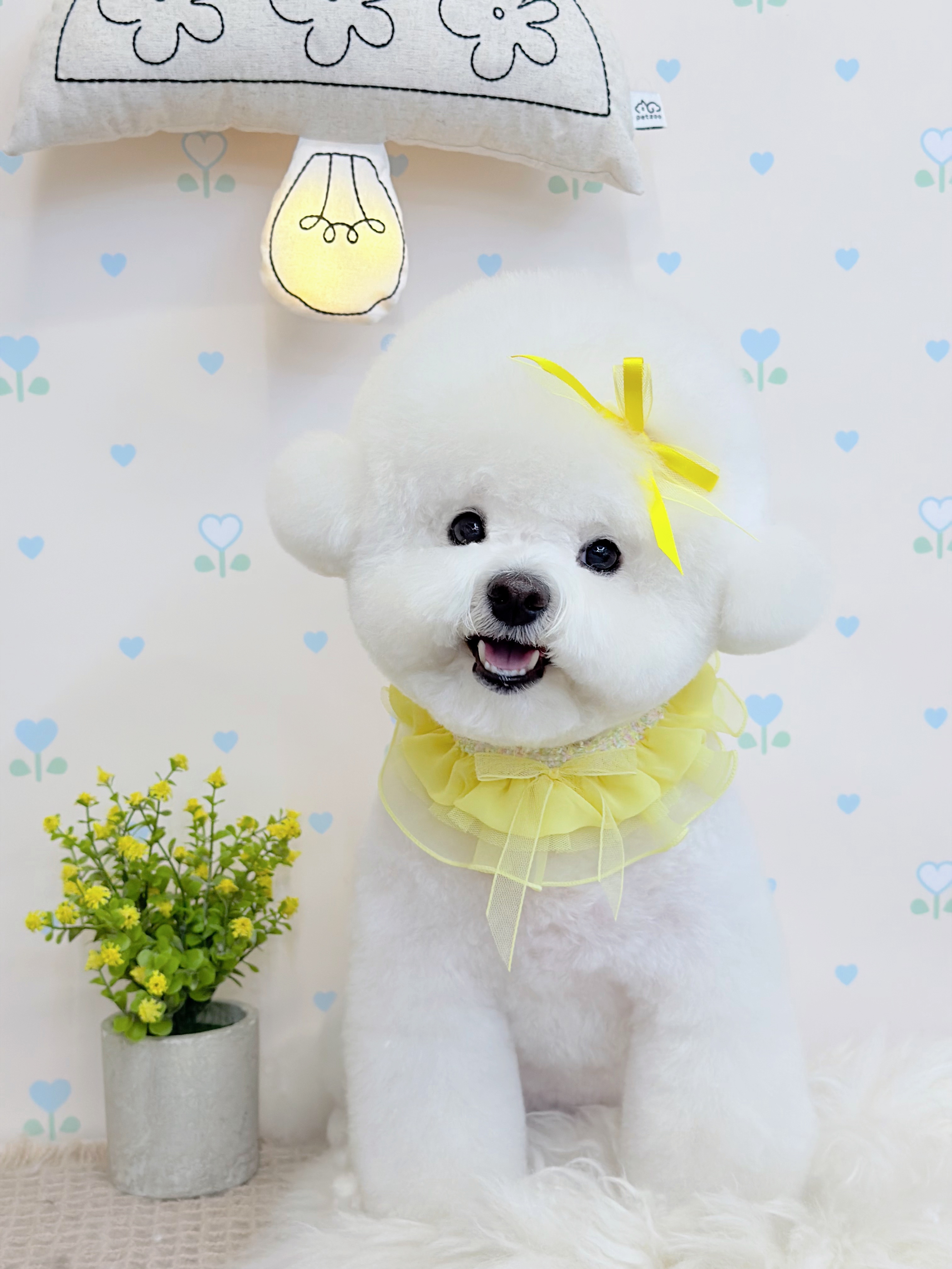 크리에이터 🐕타코(TACO)🐕